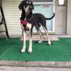 Akc Great Dane stud needed