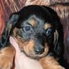 Dachshund
