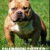 Champion American Pocket bully stud
