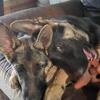 U KC German shepherd