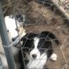 Aussie mini-standard mixed shepherd puppy tri-colored