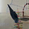 Male Cobalt Linnie for Sale