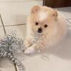 beautiful little Pomeranians for sale