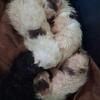 Chocolate and black cfa persian kittens
