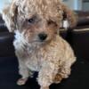 Toy Poodle