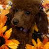 CKC Toy and Miniature Poodle Puppies