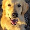 AKC fully health tested golden retriever stud