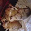 Deer faced applehead Chihuahua puppies