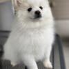 White Pomeranian male pup for sale