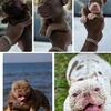 8wk Bully Pups - CROWN X BRAINIAC X PAINTBALL