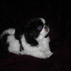 Gorgeous Japanese Chin Born 10/12/2024