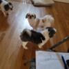 AKC SHIHTZU female puppy