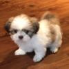 Shih Tzu puppies / quality home raised / registered / full blooded
