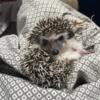 3 Hedgehog Babies Available Soon