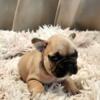 french bulldog puppies  ckc registration papers
