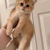 Scottish Straight Kitten