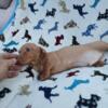 AKC full registration creamish red miniature dachshund male