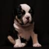 A.B.K.C female American Bullys heavy bape 2x big red