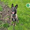 Belgian Malinois needs home asap 
