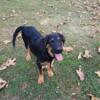 Shepherd/Springer puppy mix