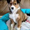 Shetland Sheepdog