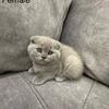  Scottish Fold Female Purple