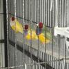 Gouldian finches