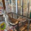 Whiteface Cockatiel Female 