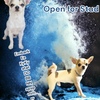 Male Chihuahua Open for STUD service NOT for sale