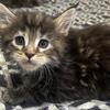 Maine Coon Kittens