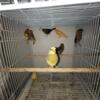 8 Female Canaries Available $50