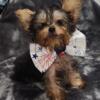 Yorkies (Males) Available