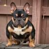 TINY 9 month old exotic bully male