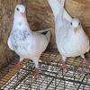 Nice pigeons
