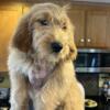 F1 Goldendoodles Male ONLY