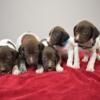 German Shorthaired Pointer Puppies For sale