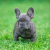 Blue Female French Bulldog with Fluffy Gene