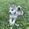 micro Pomsky puppy