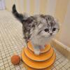 Beautiful Scottish fold girls long hair for sale now. 