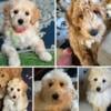 Mini goldendoodle puppies Gorgeous!