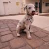 Purebred Akc Dalmatians