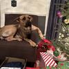 Female Shepherd Mix