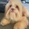 Shih tzu Maltese mix Cincinnati Ohio