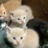 Three blond / orange kittens ! 