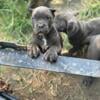 Cane corso female pups only 850