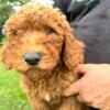 Sheepdoodles and goldendoodles! Adorable and intelligent