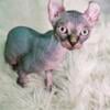 BLUE ELF EARED SPHYNX KITTEN