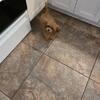 Maltipoo puppies - 1 female