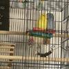 Bonded Pair of Parrotlets