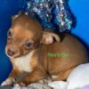 CKC Registered Tiny Toy Chihuahua